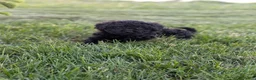 Miniature Poodle dogs for sale: Miniature Poodle Puppy 4 - Ad 7