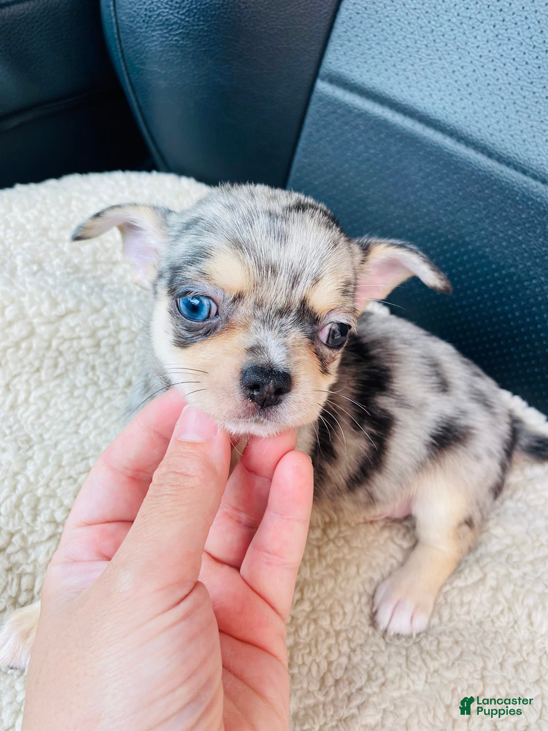 Long Haired Chihuahua Puppies Chihuahua Merle Colors 2+ Thousand