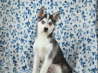 Alaskan Klee Kai dogs Storm - Ad 5