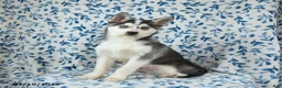 Alaskan Klee Kai dogs for sale: Storm   - Ad 1