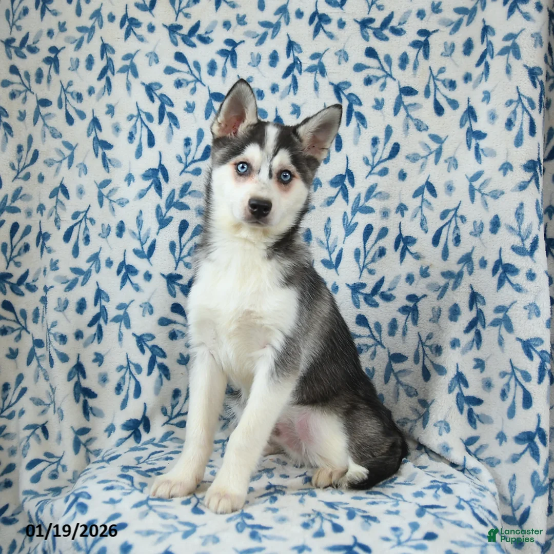 Alaskan Klee Kai dogs for sale: Storm   - Ad 1