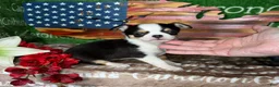 Chihuahua dogs for sale: Jethro Black Tricolor Short Coat - Ad 5