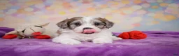 Maltipoo dogs for sale: Tessa - Ad 6
