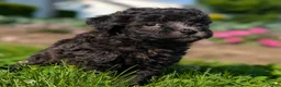 Toy Poodle dogs for sale: Truffle - Ad 5