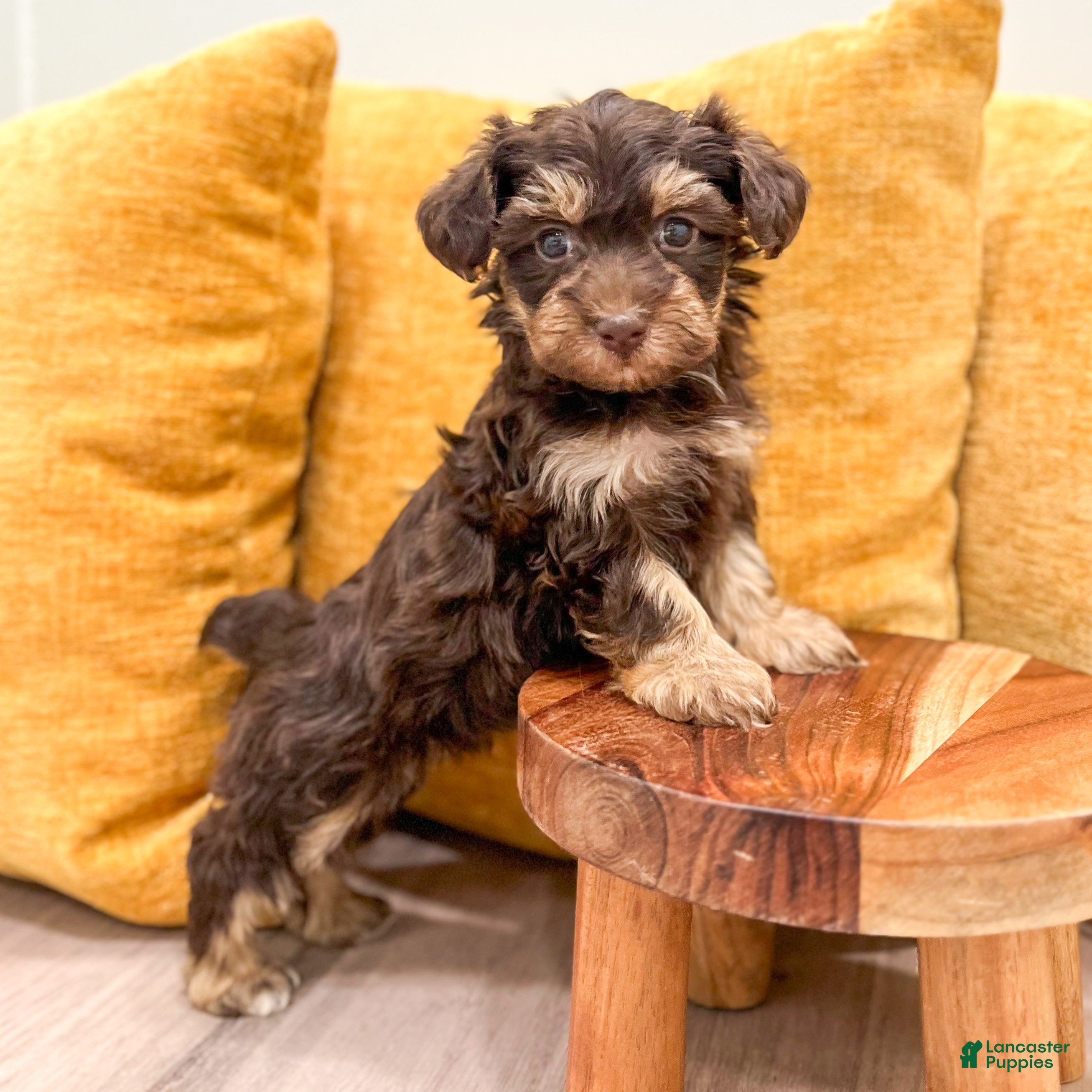 Yorkiepoo dogs Cookie - Ad 2