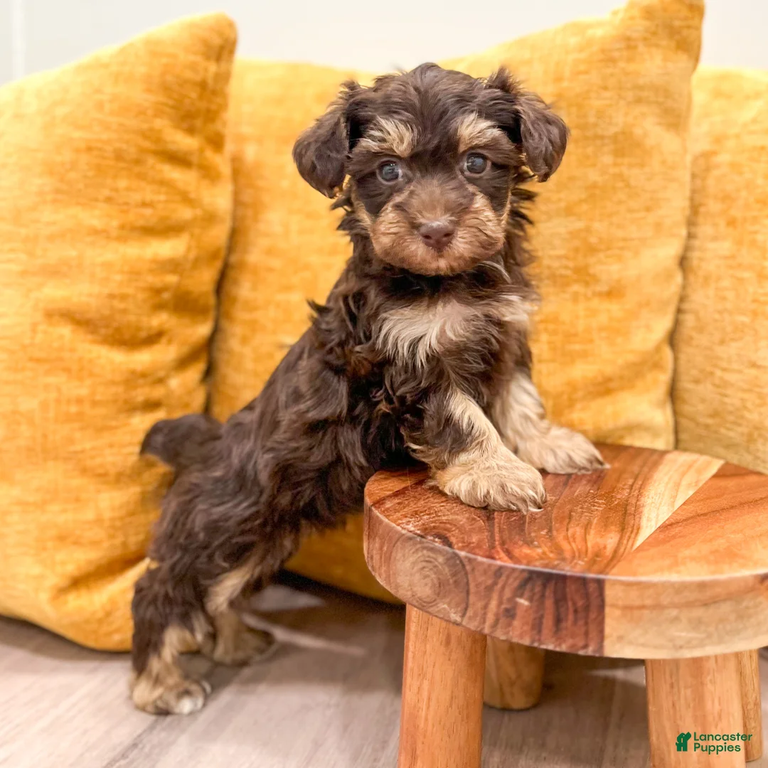 Yorkiepoo dogs for sale: Cookie - Ad 2