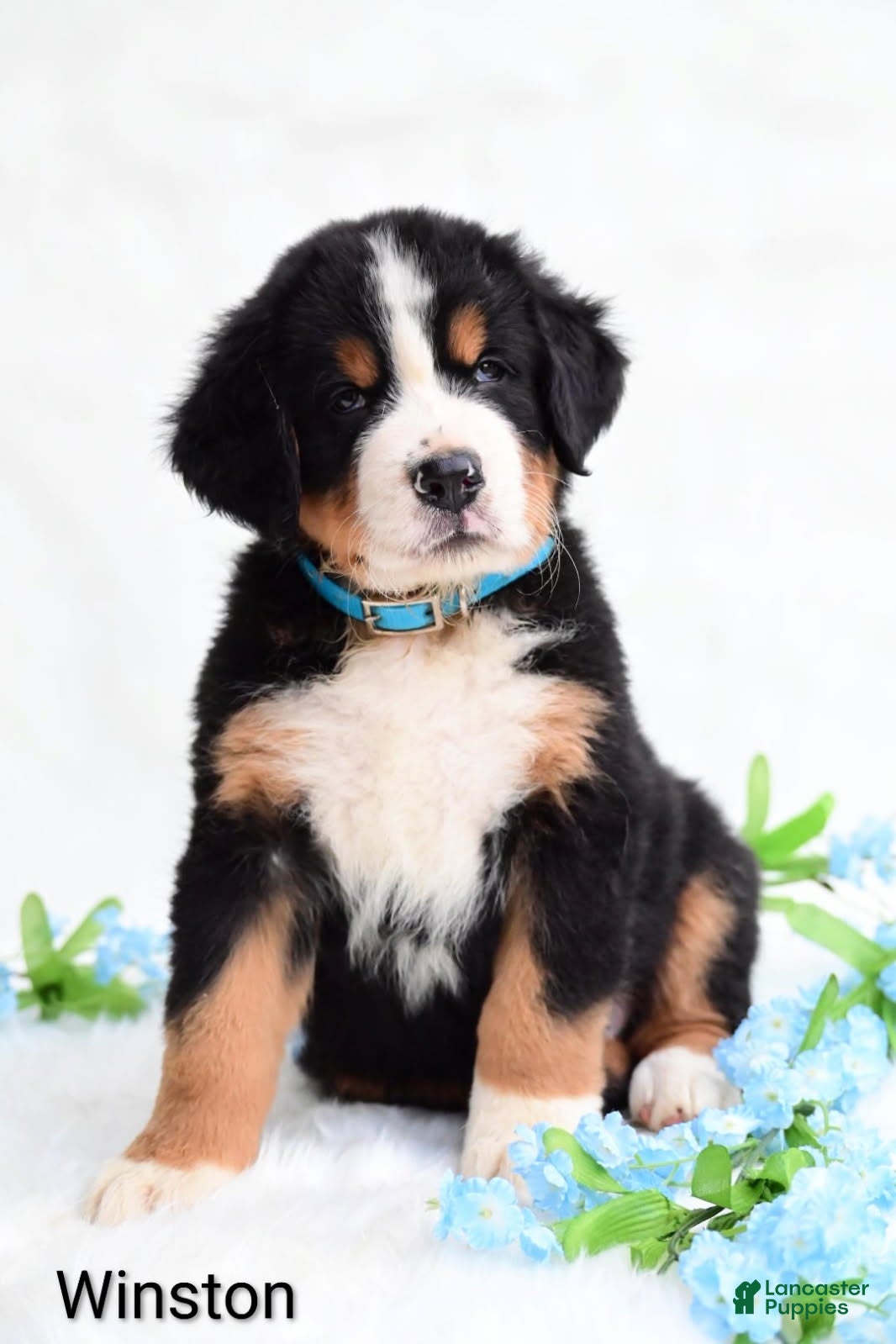 Bernese Mountain Dog dogs for sale: Winston  - Ad 4