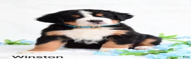 Winston 