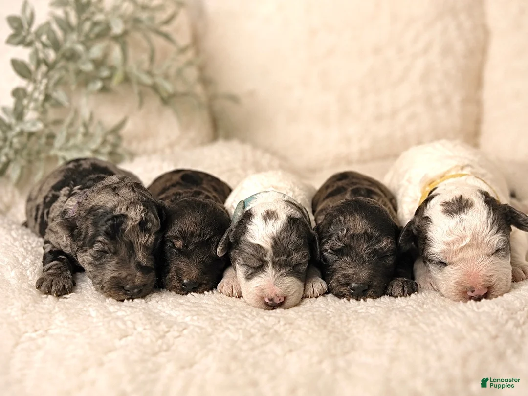 Mini Goldendoodle dogs for sale: Magic - Ad 1