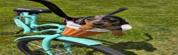 Miniature Dachshund dogs for sale: Miniature Dachshund Puppy 2 - Ad 2
