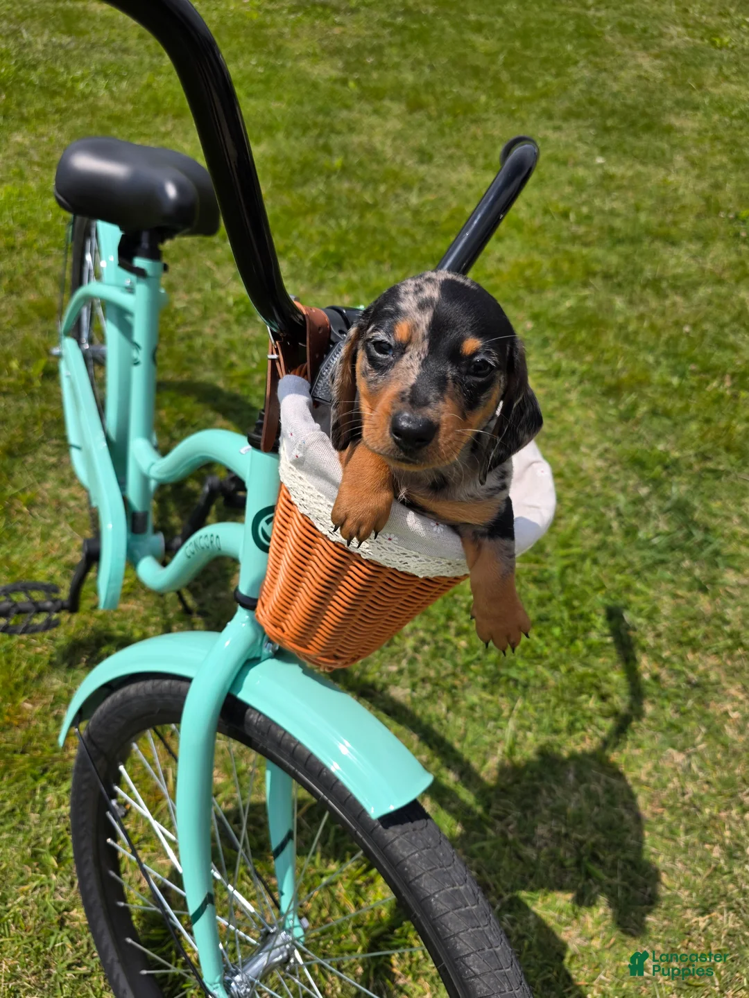 Miniature Dachshund dogs for sale: Miniature Dachshund Puppy 2 - Ad 2