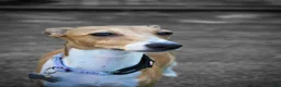 Italian Greyhound dogs for sale: Mr Orange - Ad 5