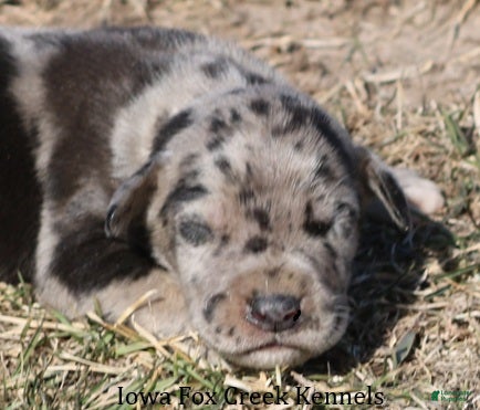 Great Dane dogs Samson - Ad 13