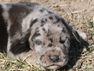 Great Dane dogs Samson - Ad 13