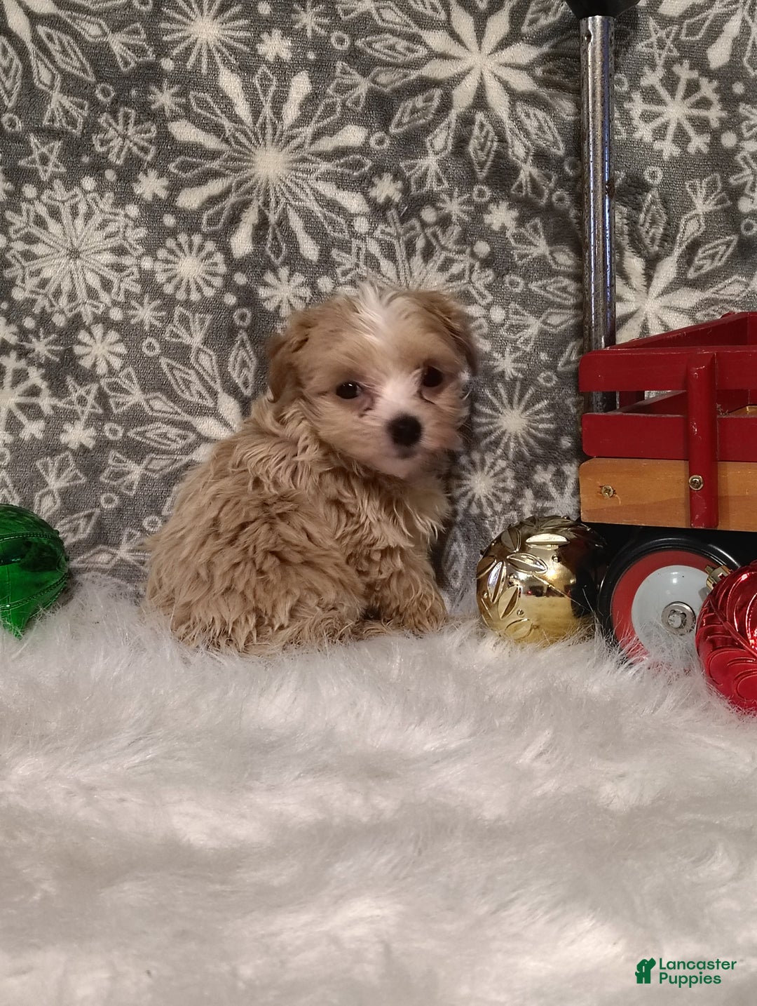 Maltipoo dogs for sale: Nova - Ad 2
