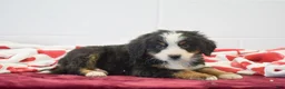 Bernese Mountain Dog dogs for sale: Birch - Ad 2