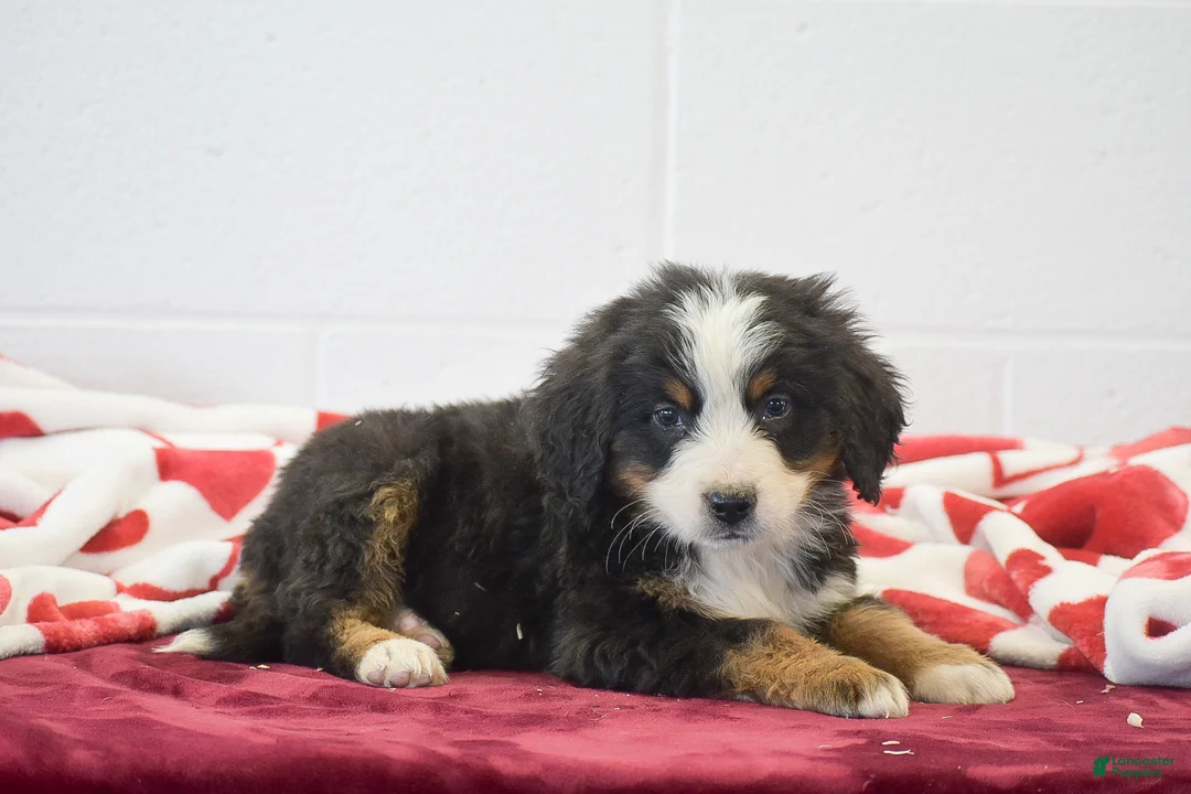 Bernese Mountain Dog dogs for sale: Birch - Ad 2