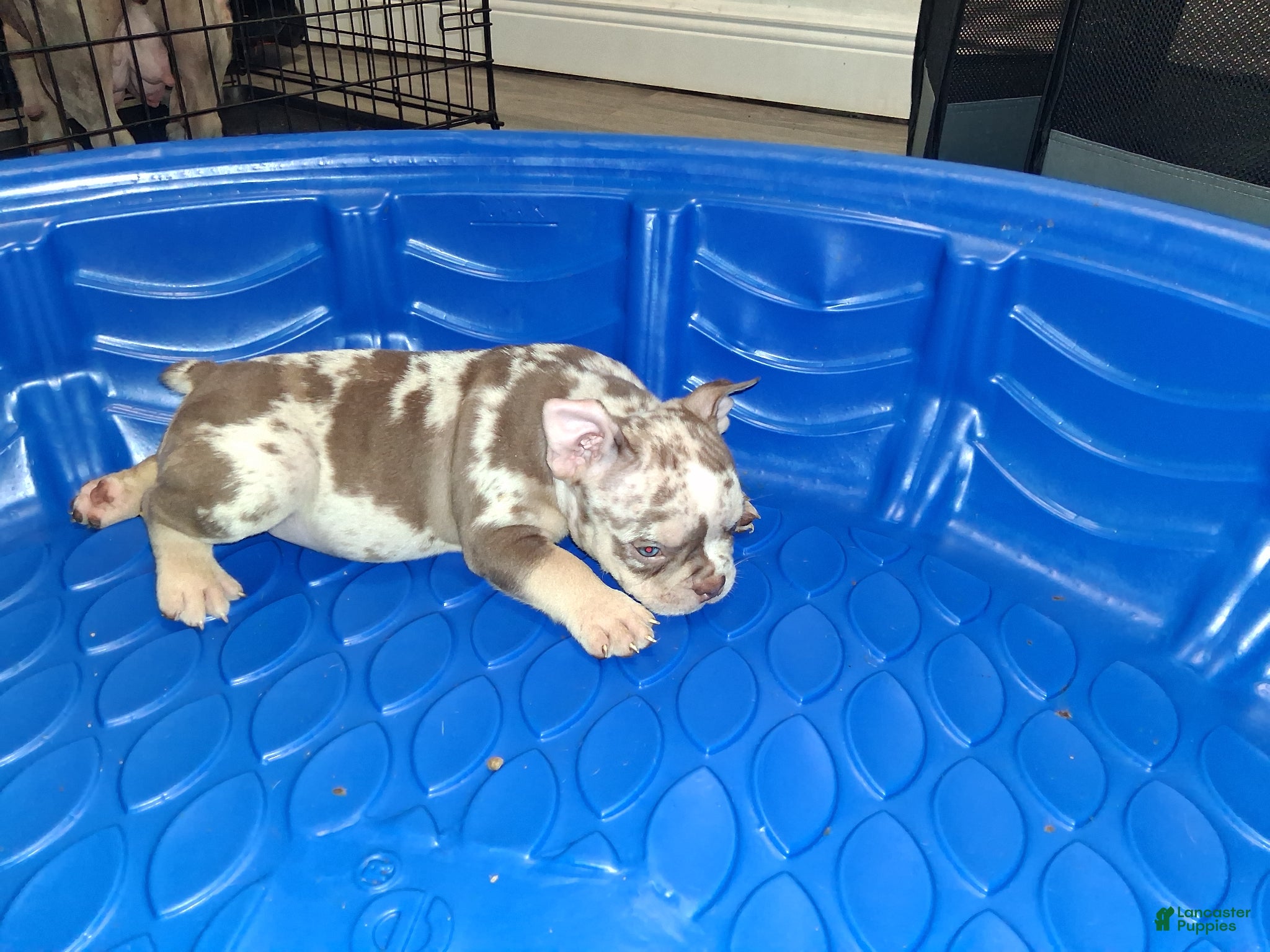 American Bully dogs American Bully Puppy 4 - Ad 34