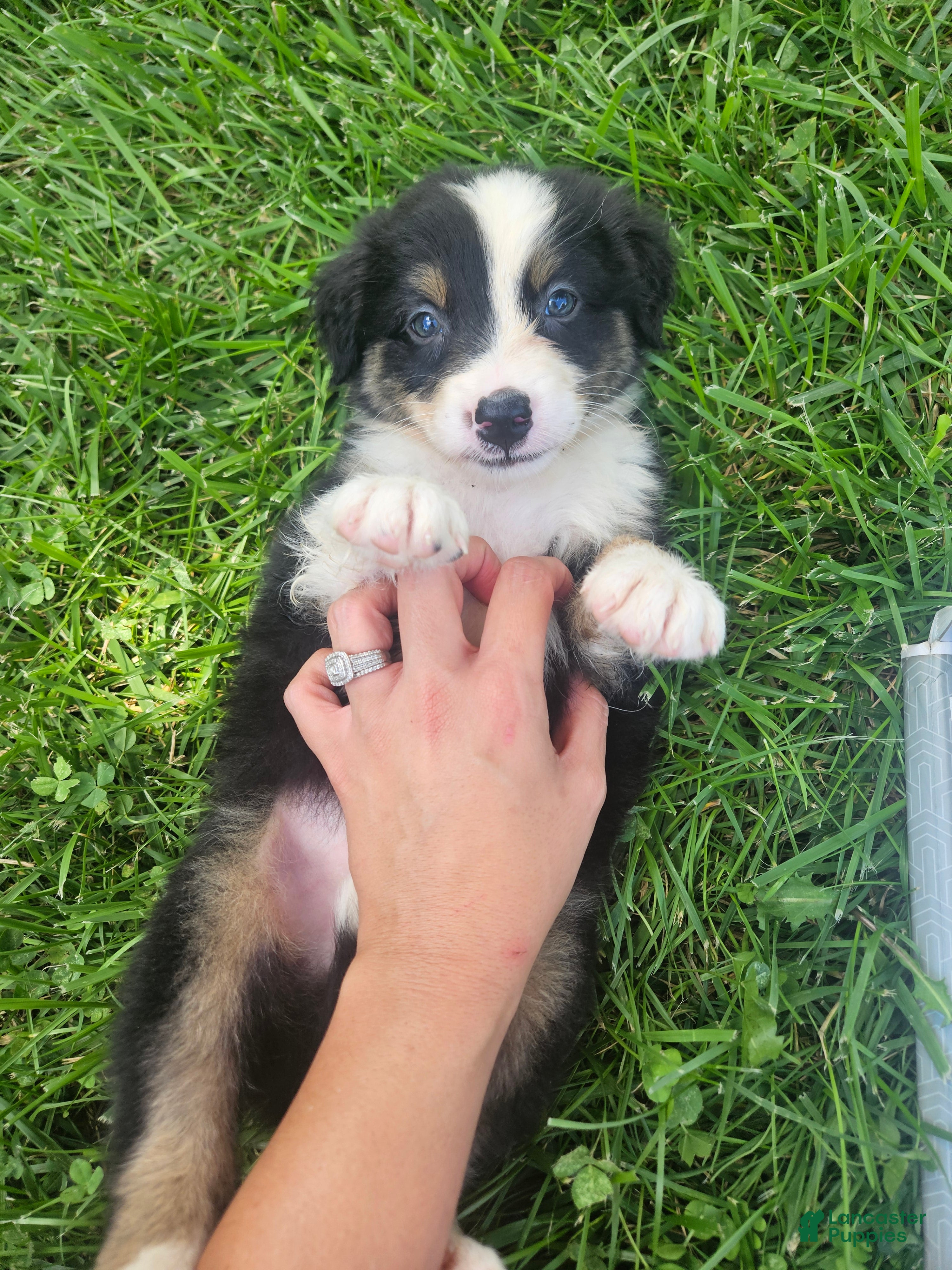 Australian Shepherd dogs Louie - Ad 16