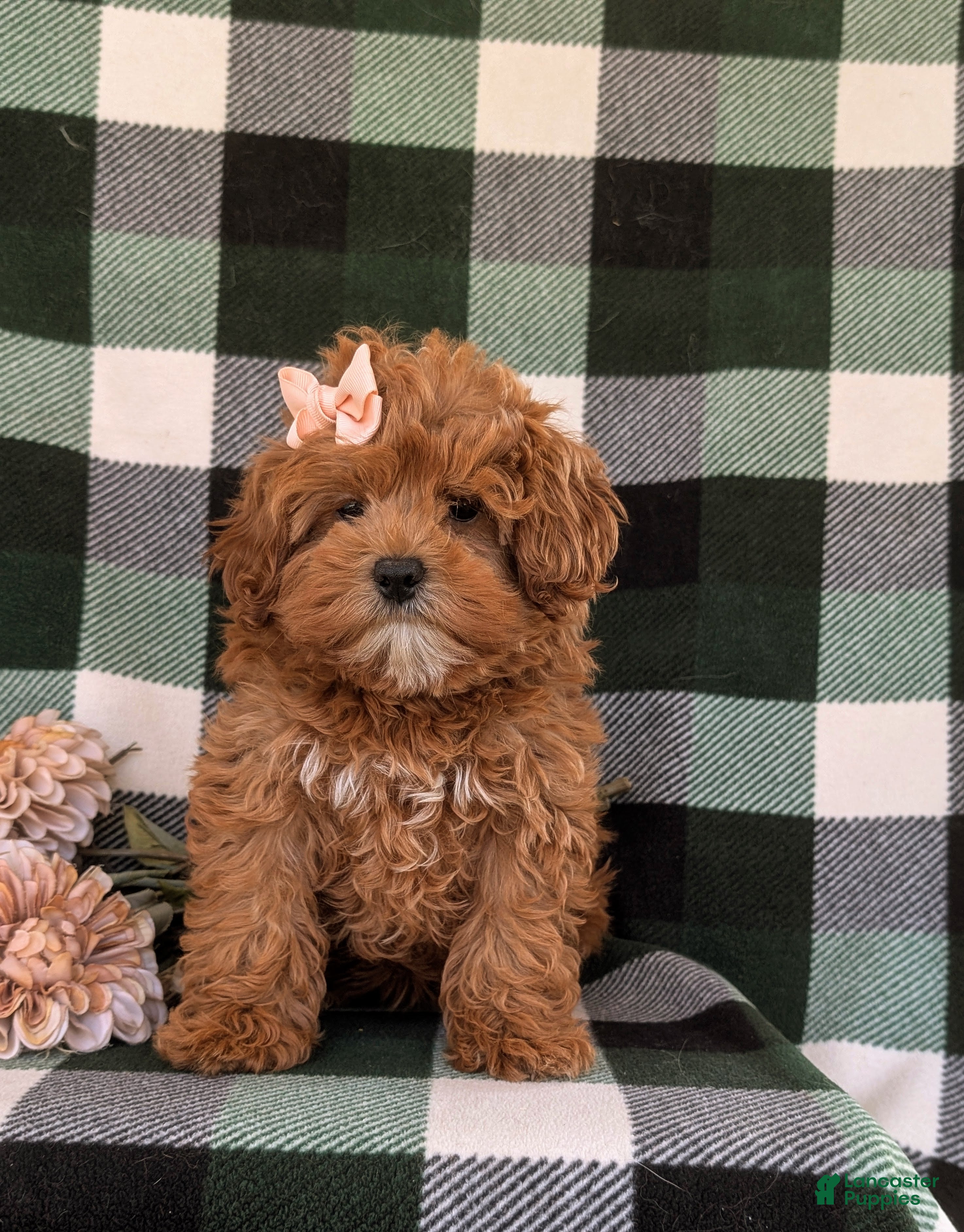 Cavapoo dogs for sale: Cheri Hypoallergenic - Ad 2