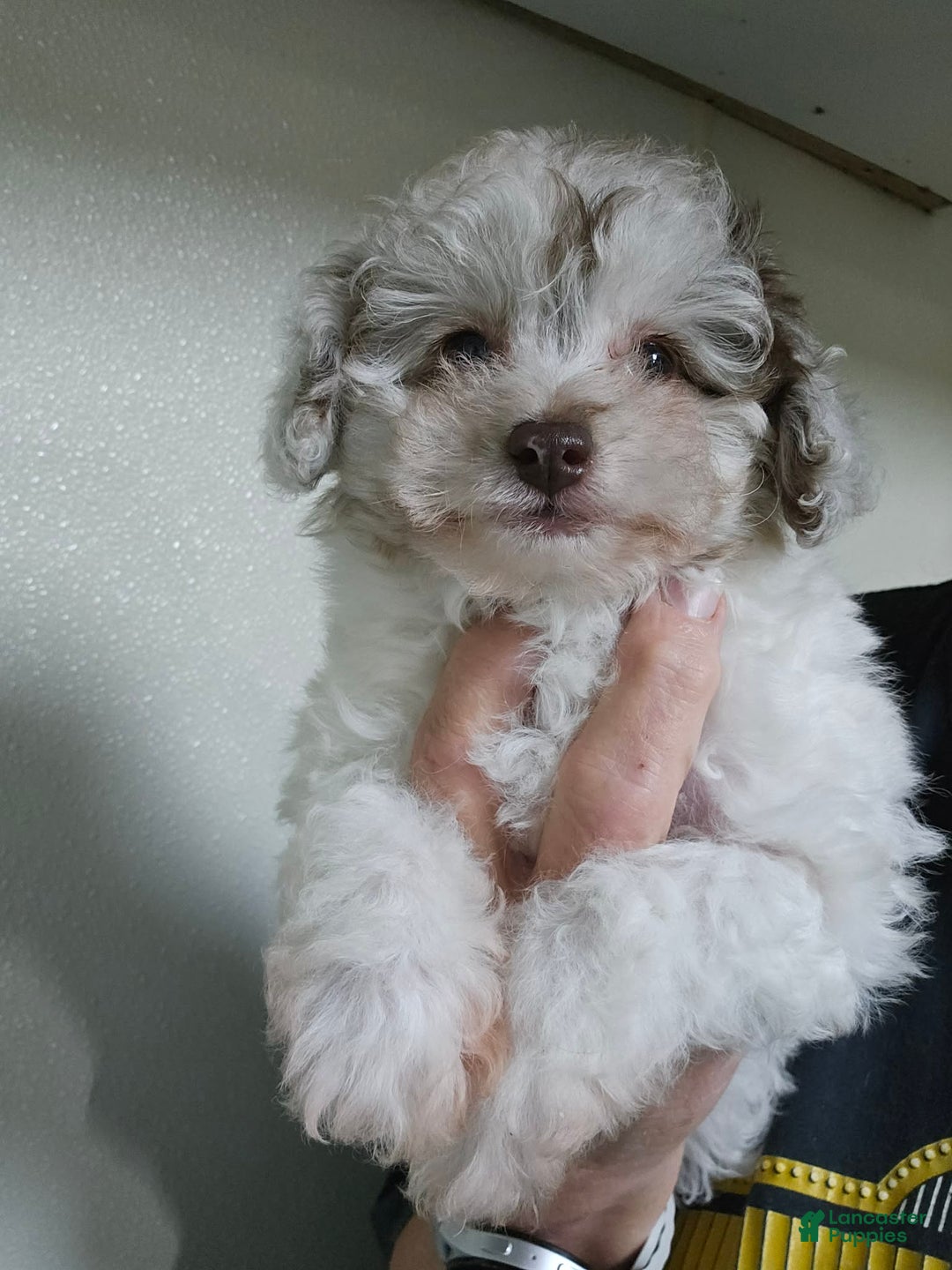 Toy Poodle dogs for sale: Toy Poodle Puppy 2 - Ad 2