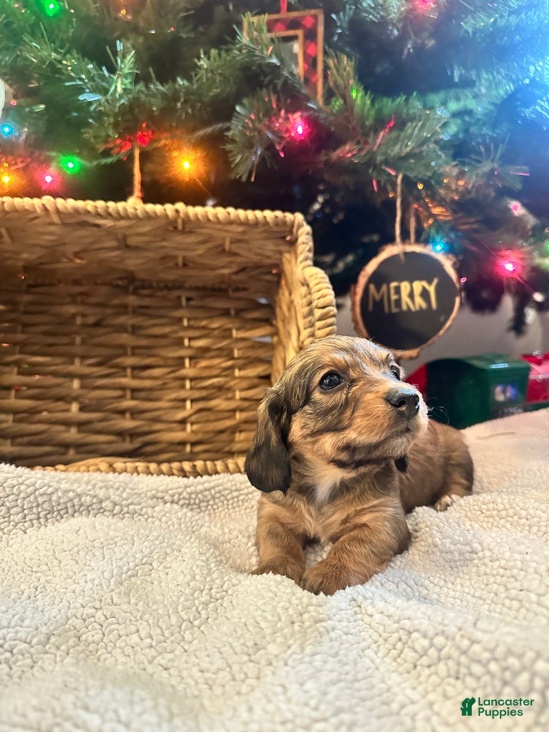 Dachshund dogs for sale: Little Lady 1 - Ad 1