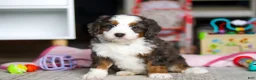 Mini Bernedoodle dogs for sale: Tracker - Ad 1