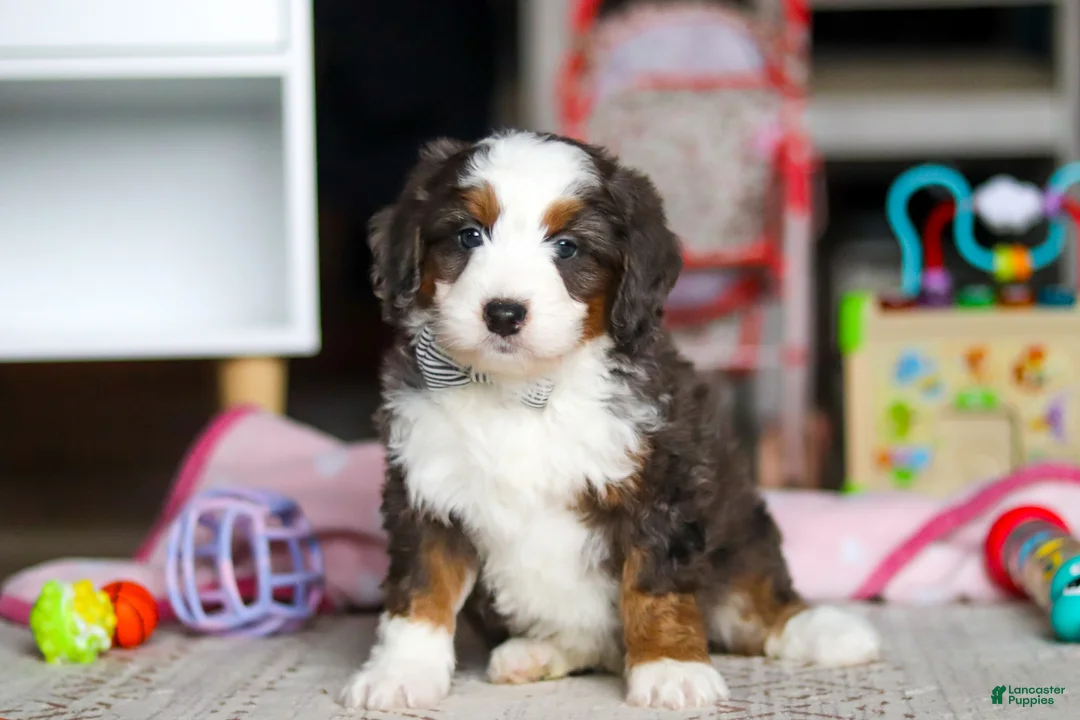 Mini Bernedoodle dogs for sale: Tracker - Ad 1
