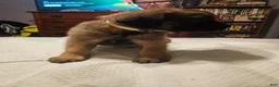 English Mastiff dogs for sale: English Mastiff 7 - Ad 3