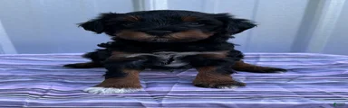 Puppy #4….F1BB