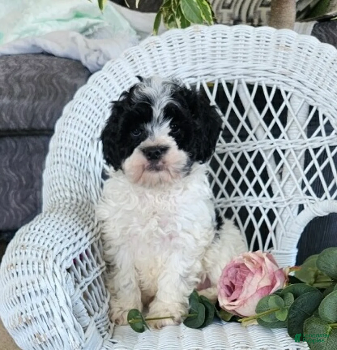 Cavapoo dogs for sale: Glendon - Ad 7
