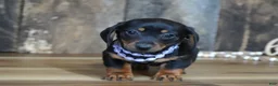 Miniature Dachshund dogs for sale: Prudy - Ad 4