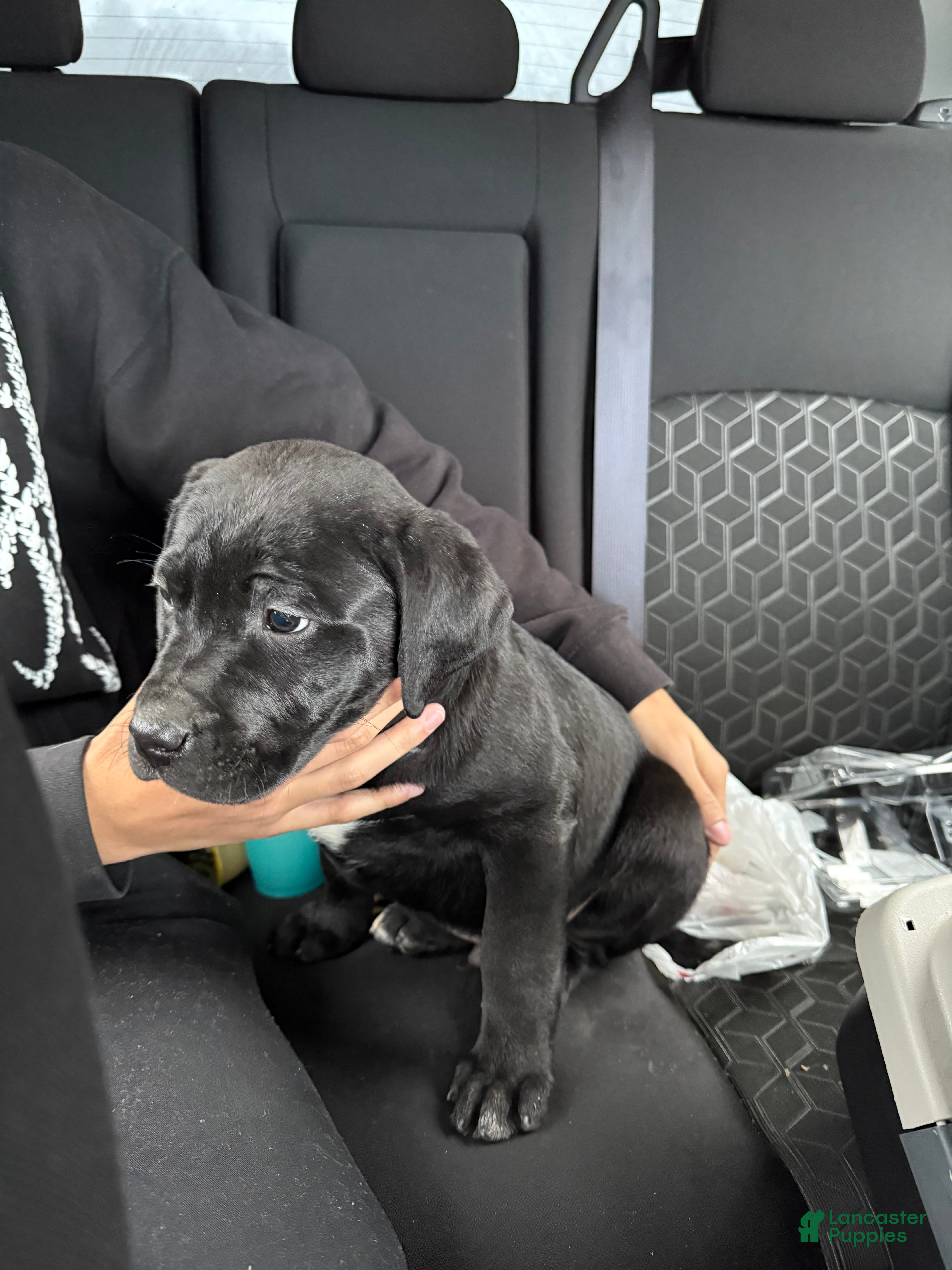 Labrador Retriever dogs Labrador Retriever Puppy 1 - Ad 1