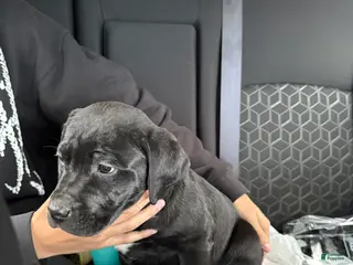 Labrador Retriever dogs Labrador Retriever Puppy 1 - Ad 30