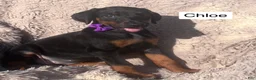 Doberman Pinscher dogs for sale: Chloe - Ad 3