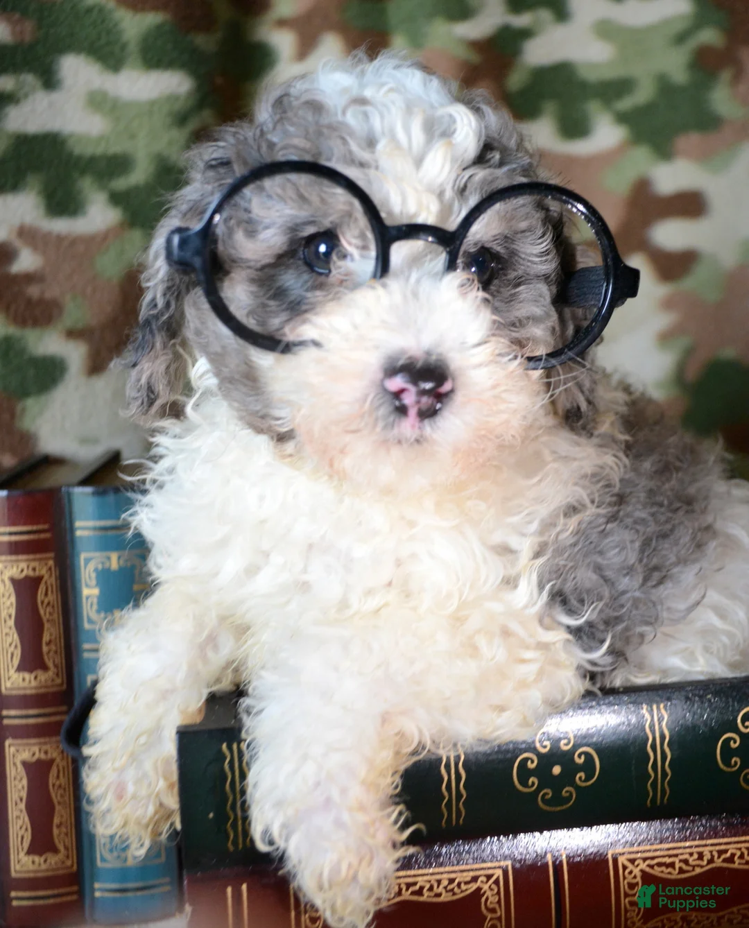 Mini Bernedoodle dogs for sale: Micro Bernedoodle Puppy 6 Bella - Ad 1