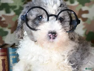 Mini Bernedoodle dogs Micro Bernedoodle Puppy 6 Bella - Ad 39