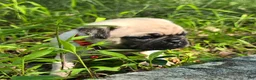 Pug dogs for sale: Moe - Ad 25