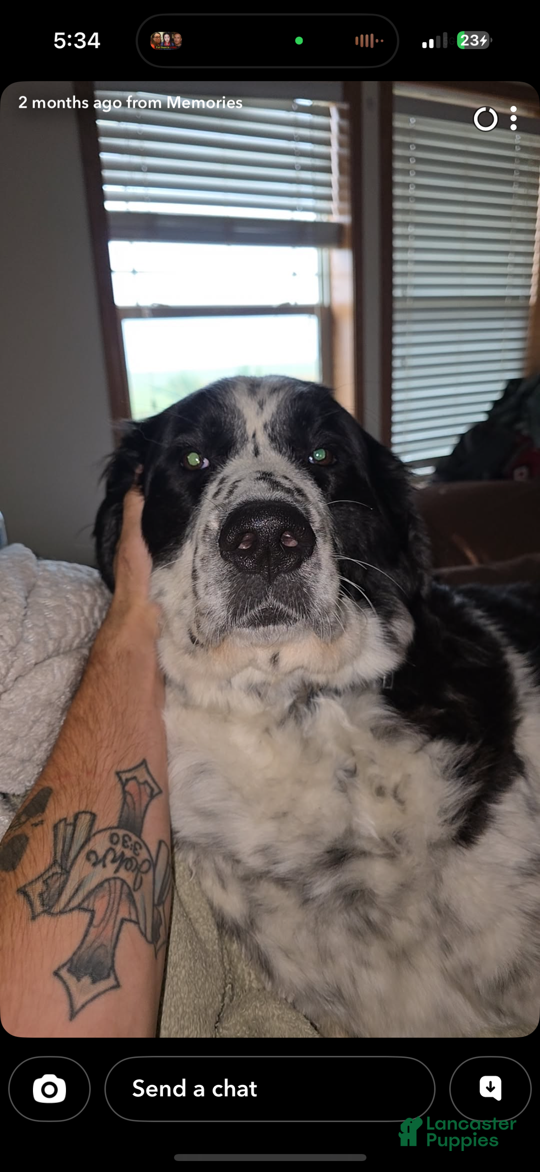 Mixed Breed dogs for sale: Mixed Breed Puppy 1 - Ad 2