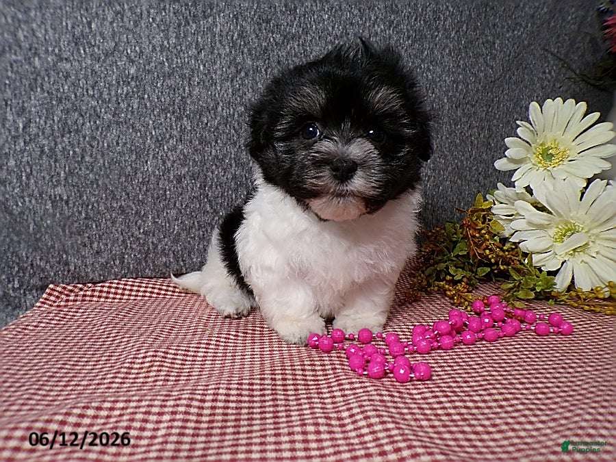 Havanese dogs Suzie - Ad 1