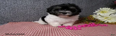 Suzie