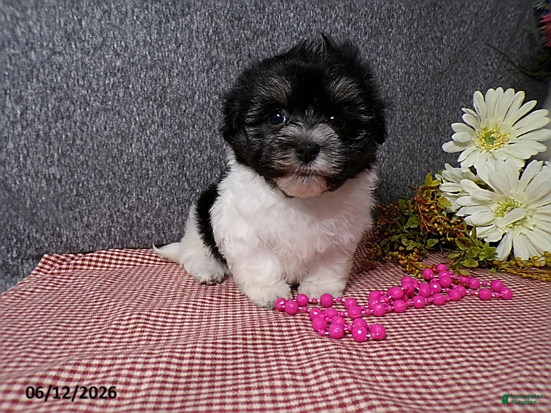 Havanese dogs for sale: Suzie - Ad 1
