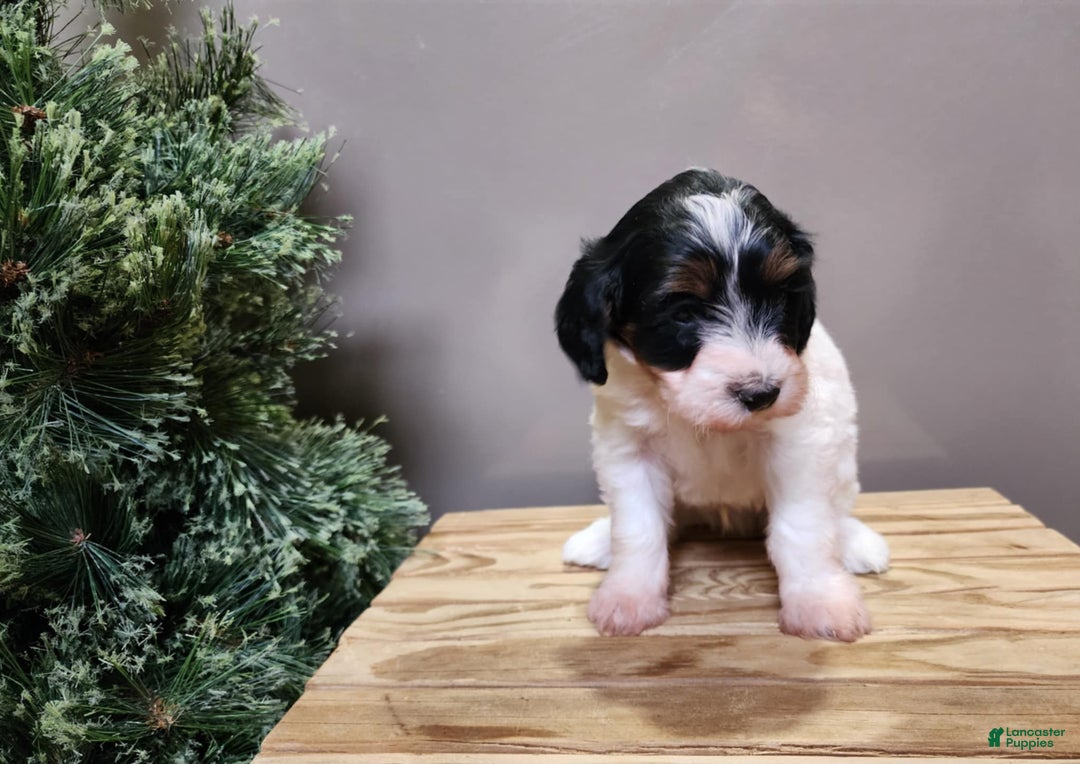 Mini Bernedoodle dogs for sale: Vixon - Ad 18