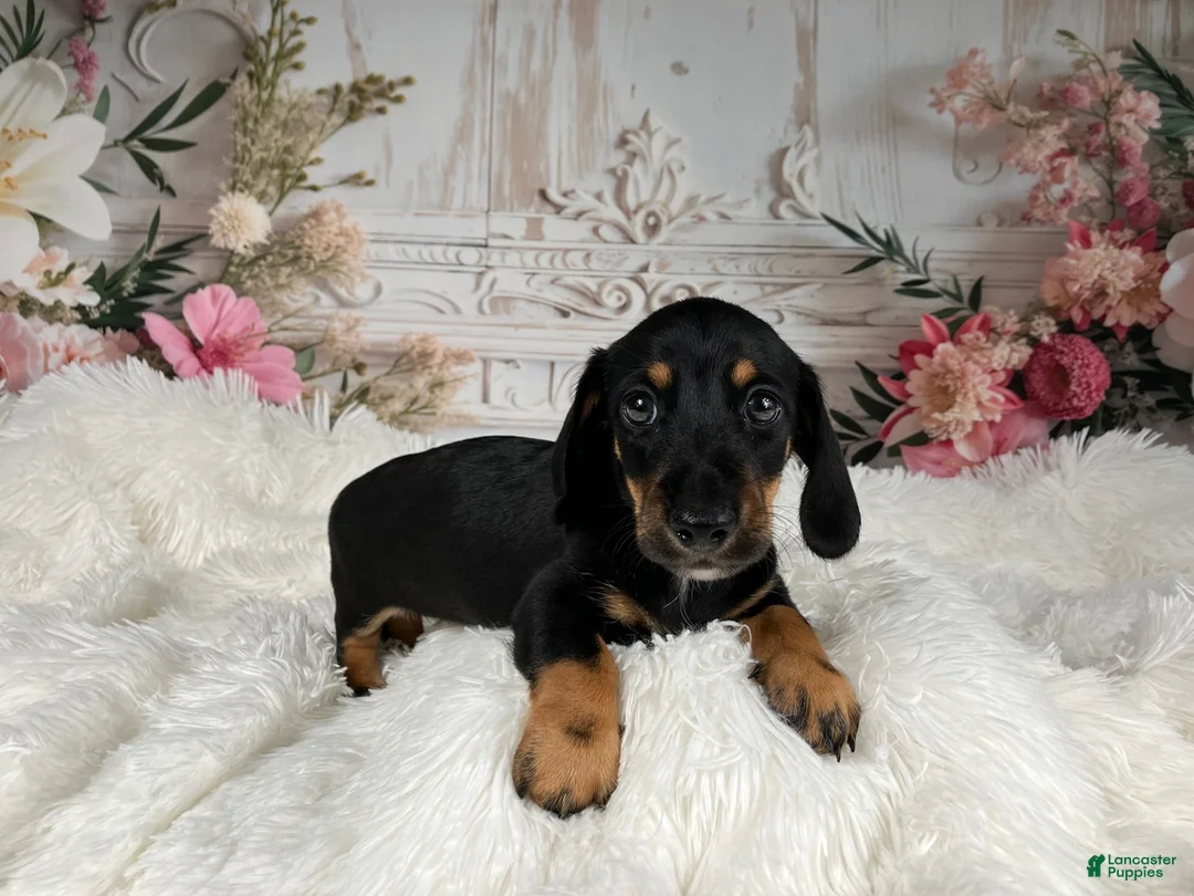 Miniature Dachshund dogs for sale: AKC-Cooper - Ad 1