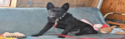 Belgian Malinois dogs for sale: Leo - Ad 8
