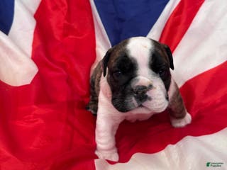 English Bulldog dogs Dizzy - Ad 29