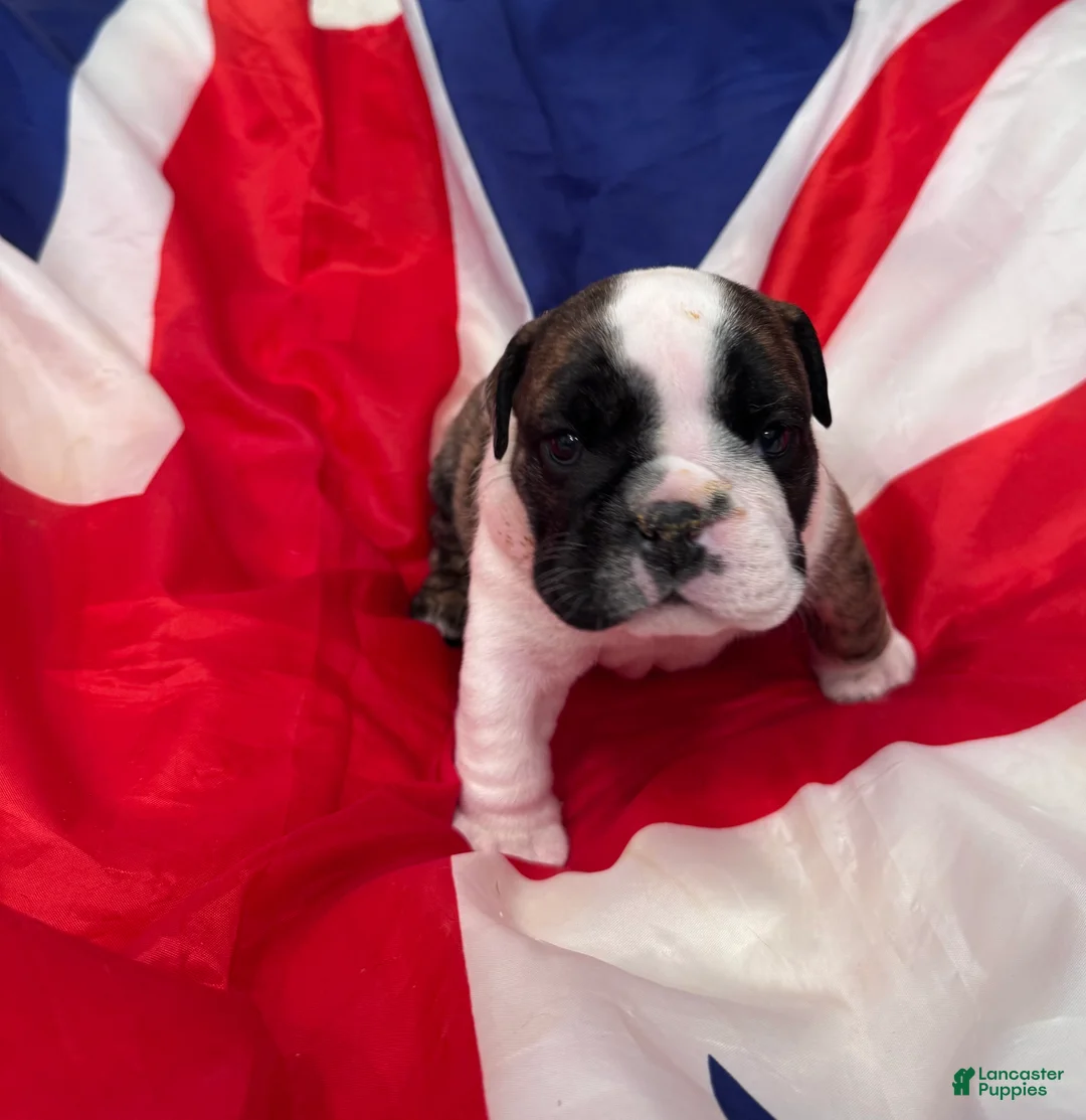 English Bulldog dogs for sale: Dizzy - Ad 1