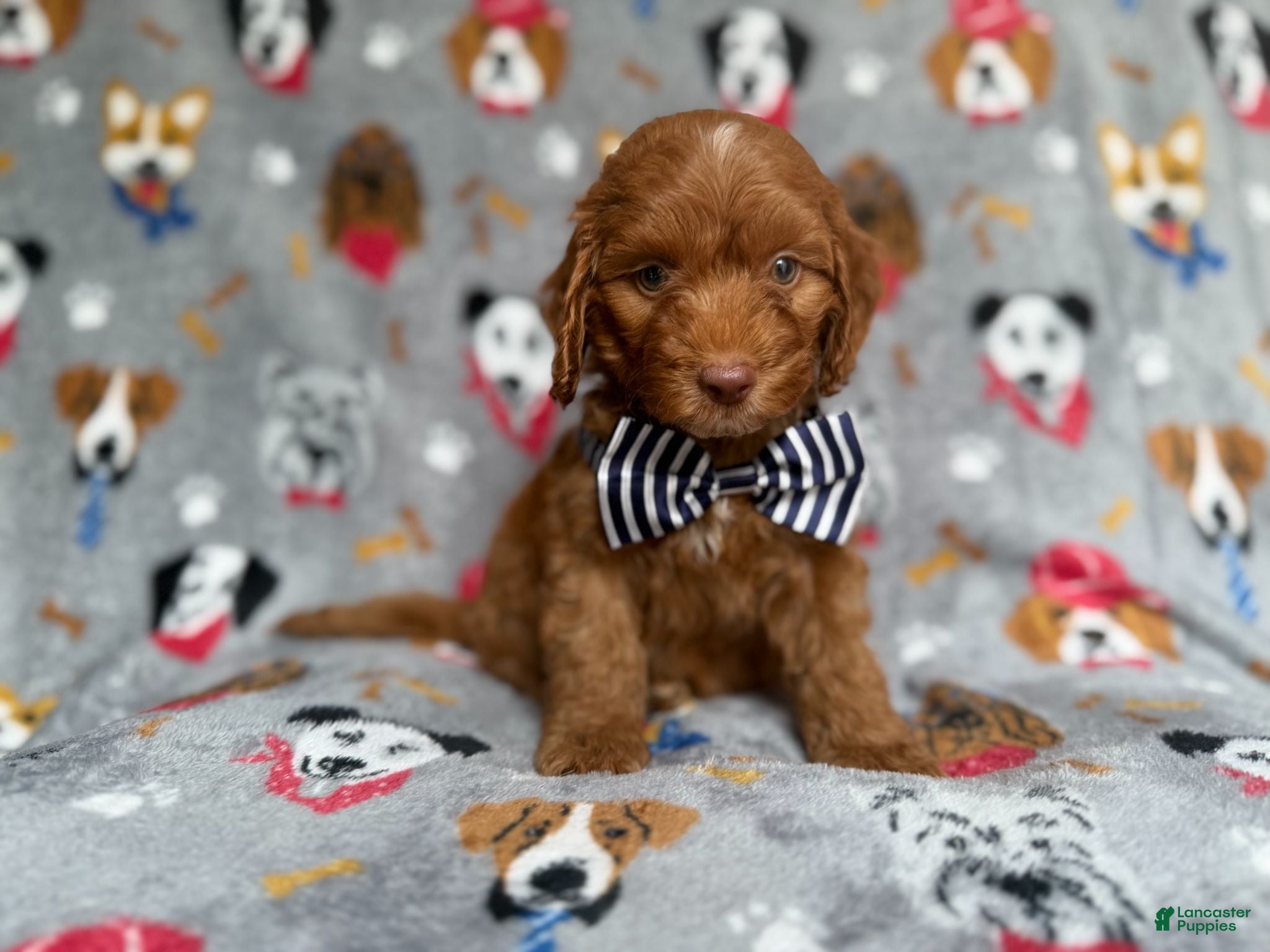 Cockapoo dogs Milo - Ad 20