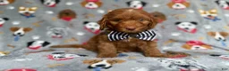 Cockapoo dogs for sale: Milo - Ad 1