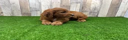 Irish Doodle dogs for sale: Max - Ad 3